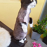 Princesse participe au concours pour gagner de l'argent avec cette photo : cat, shaved, black_and_white, bench, yellow_wall, flower_pot, pink_flowers, plant, outdoor, pet, animal, fur, curious, standing, window, wooden_bench, green_leaves, domestic_cat, cute, funny