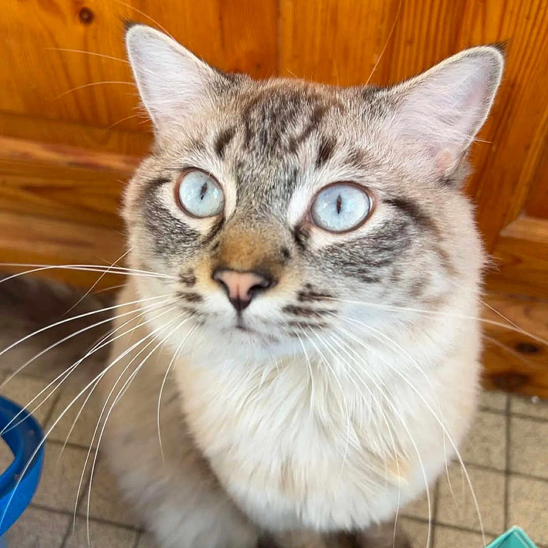 Simba a rejoint le concours — aidez-le/la à gagner de superbes lots ! cat, blue_eyes, whiskers, wooden_cabinet, tiled_floor, indoor, pet, feline, curious, close_up, domestic_animal, box, snacks, floor, fur, animal, looking_up, ears, cute, household