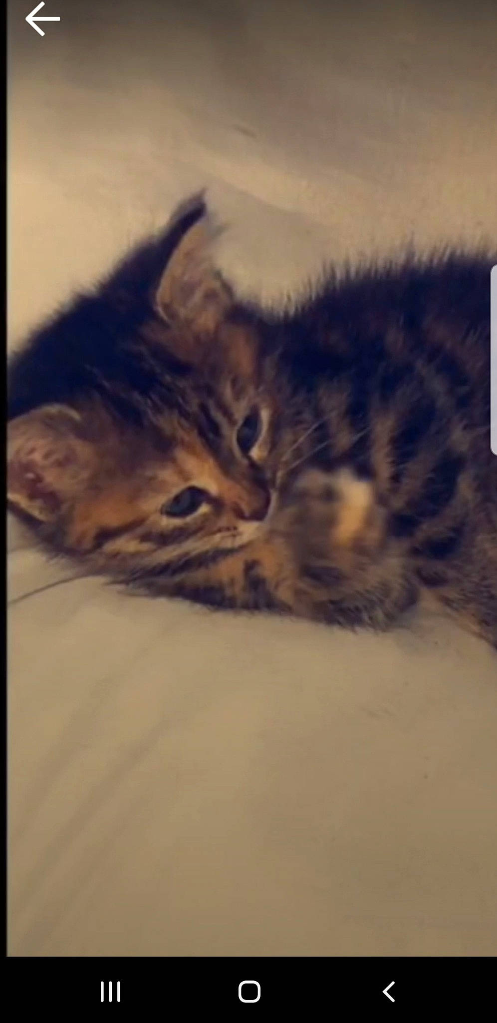 Maya participe au concours pour gagner de l'argent avec cette photo : american_shorthair, asian, california_spangled, carnivore, cat, domestic_short_haired_cat, dragon_li, european_shorthair, felidae, fur, kitten, mammal, photo_caption, pixie_bob, sky, small_to_medium_sized_cats, snout, tabby_cat, whiskers