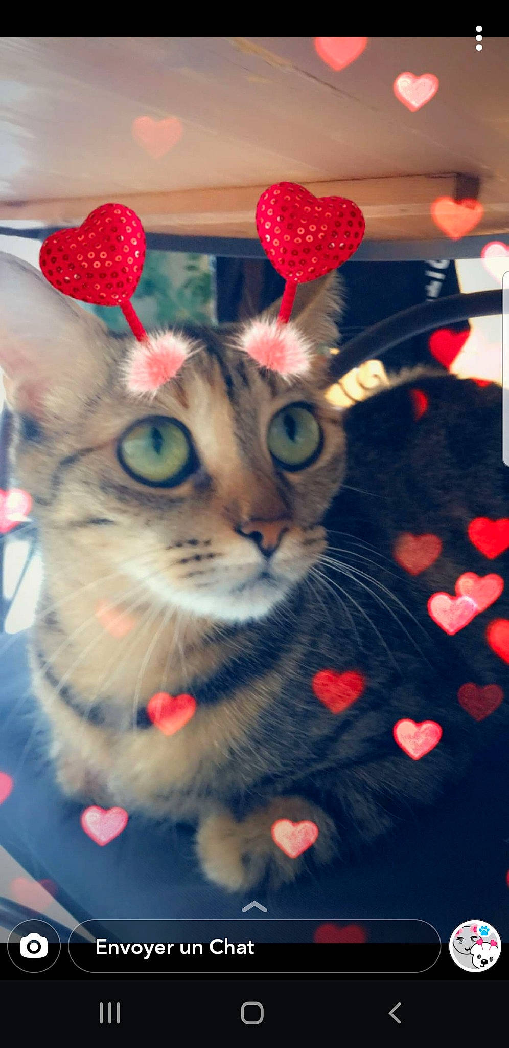 Maya a rejoint le concours — aidez-le/la à gagner de superbes lots ! carnivore, cat, ear, eye, fashion_accessory, felidae, fur, heart, kitten, organ, paw, photography, small_to_medium_sized_cats, tabby_cat, whiskers