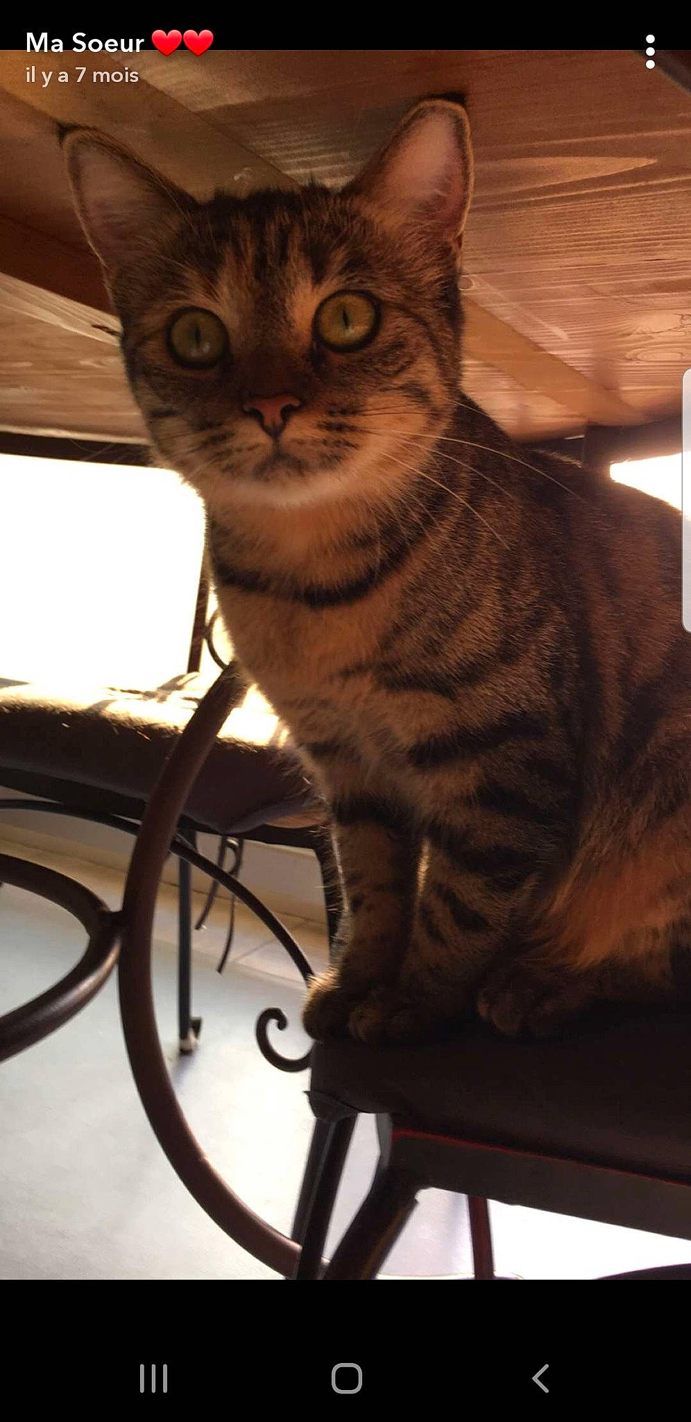 Maya a rejoint le concours — aidez-le/la à gagner de superbes lots ! american_shorthair, asian, carnivore, cat, domestic_short_haired_cat, european_shorthair, felidae, mammal, small_to_medium_sized_cats, whiskers