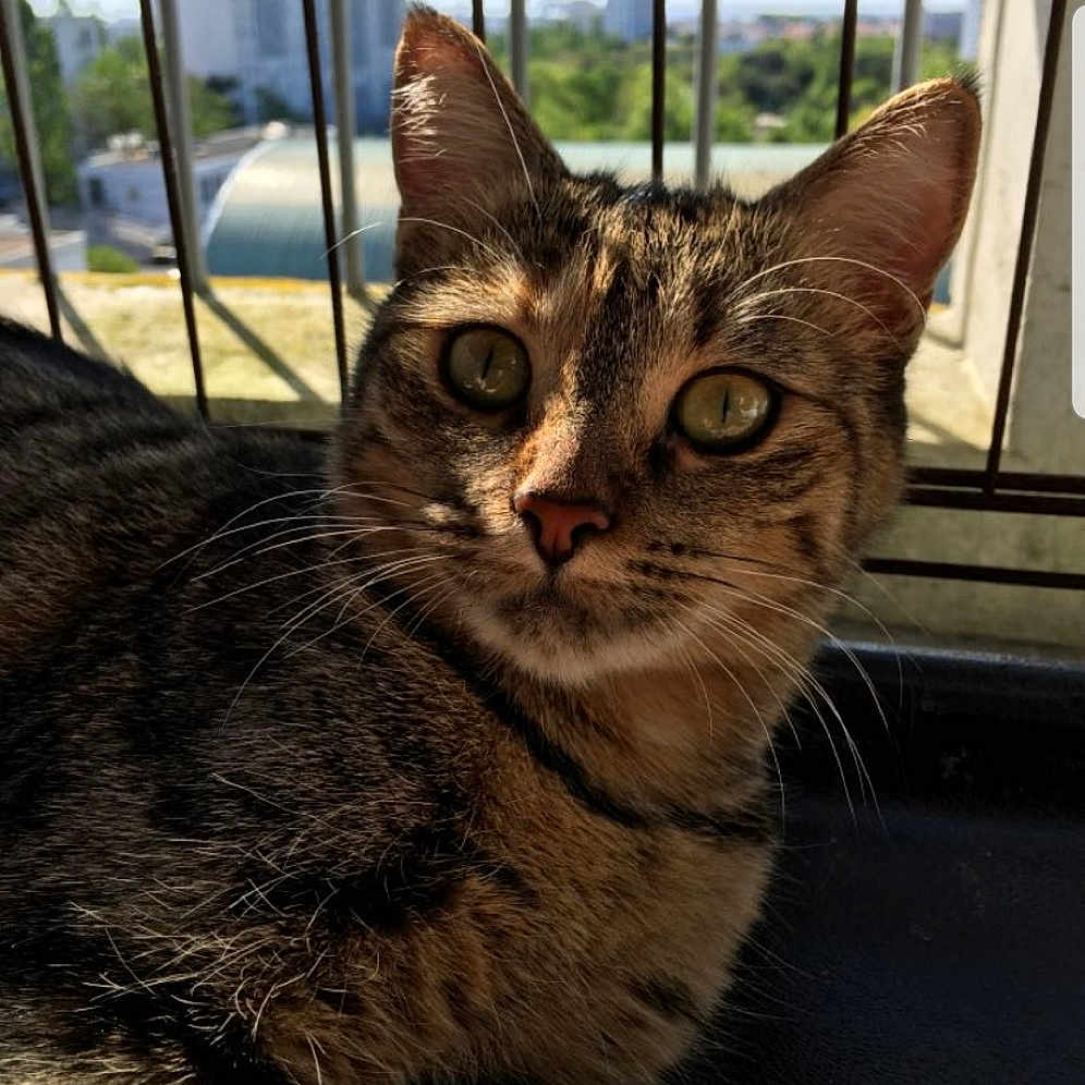 Maya
