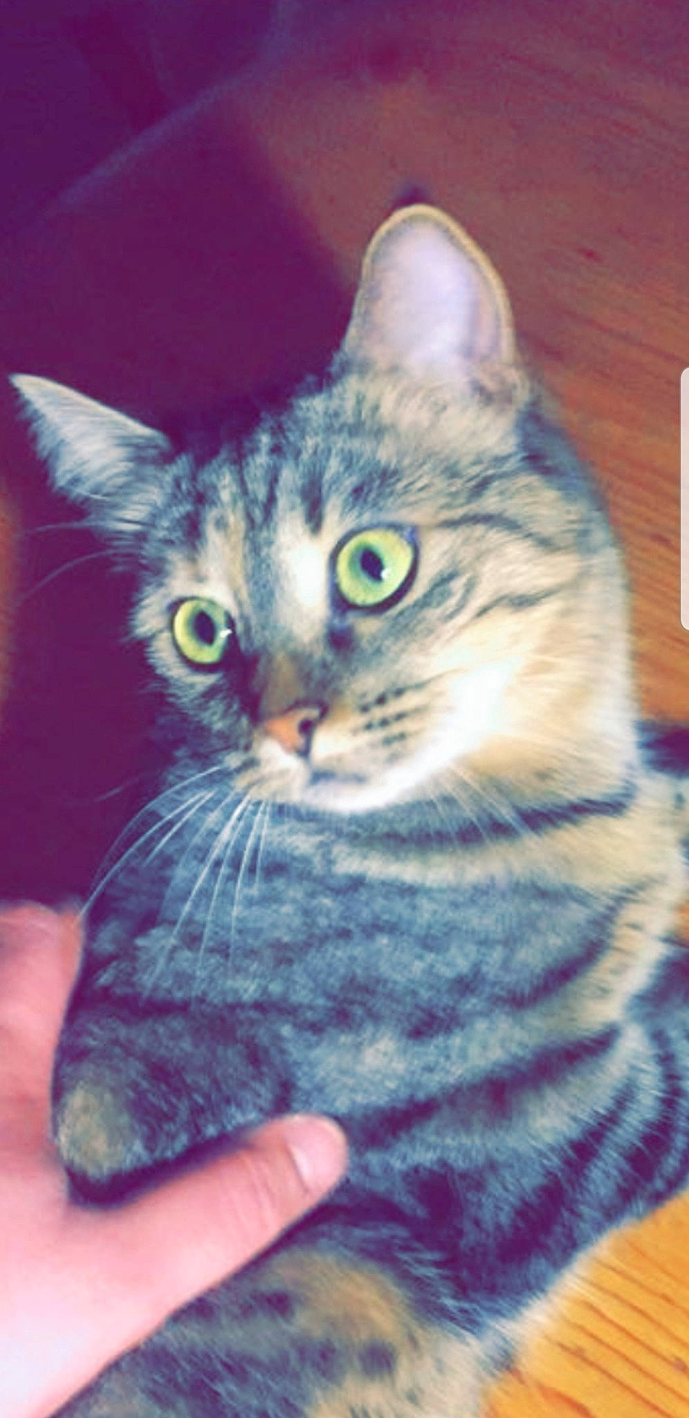 Maya a rejoint le concours — aidez-le/la à gagner de superbes lots ! aegean_cat, american_bobtail, american_shorthair, american_wirehair, asian, australian_mist, california_spangled, carnivore, cat, domestic_short_haired_cat, dragon_li, egyptian_mau, european_shorthair, felidae, kitten, mammal, small_to_medium_sized_cats, tabby_cat, vertebrate, whiskers