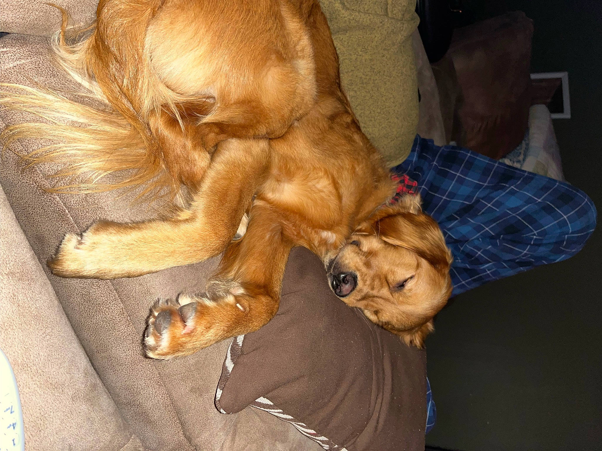 Zeta joined the competition — help win amazing prizes! canidae, carnivore, claw, comfort, companion_dog, dog, dog_breed, fawn, fur, guard_dog, liver, paw, sporting_group, tail, working_animal