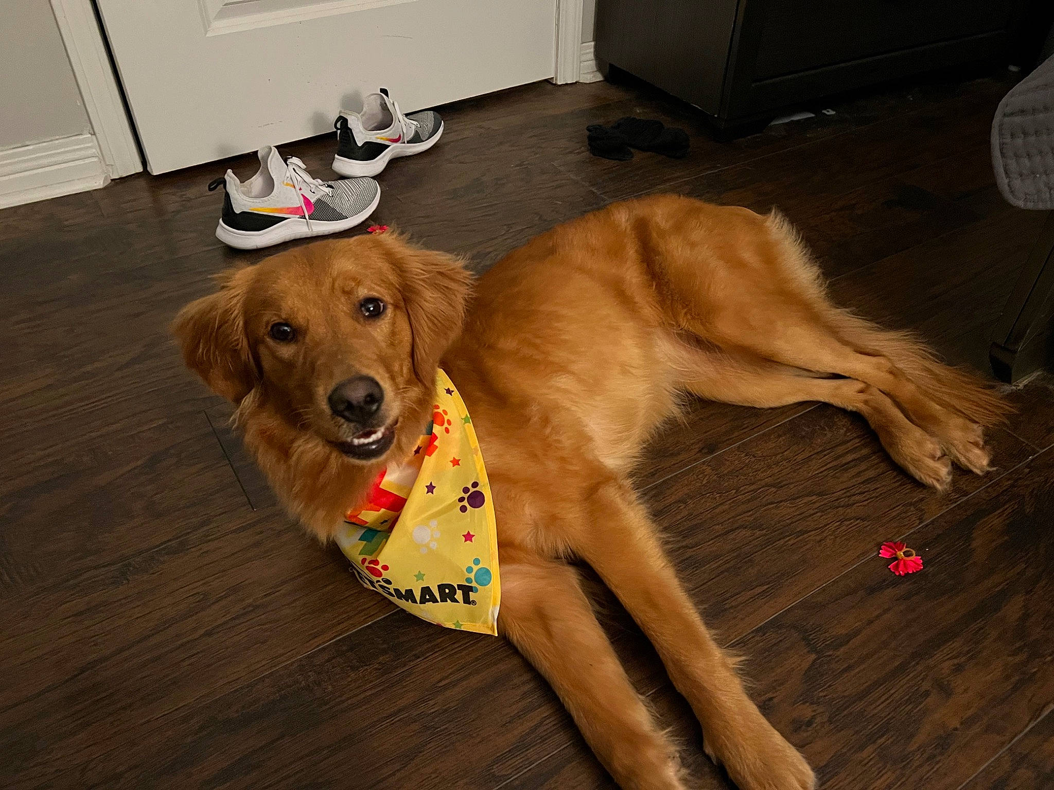 Zeta joined the competition — help win amazing prizes! carnivore, collar, companion_dog, dog, dog_breed, dog_collar, dog_supply, fawn, floor, flooring, hardwood, laminate_flooring, liver, pet_supply, tail, varnish, wood, wood_flooring, wood_stain, working_animal