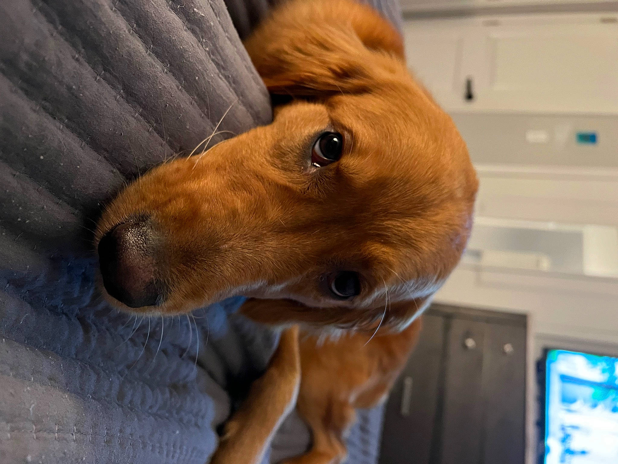 Zeta is registered to the contest to win money with this photo: canidae, carnivore, collar, companion_dog, computer_keyboard, dog, dog_breed, dog_collar, dog_supply, ear, eyelash, fawn, fur, input_device, liver, peripheral, pet_supply, sporting_group, whiskers, working_animal