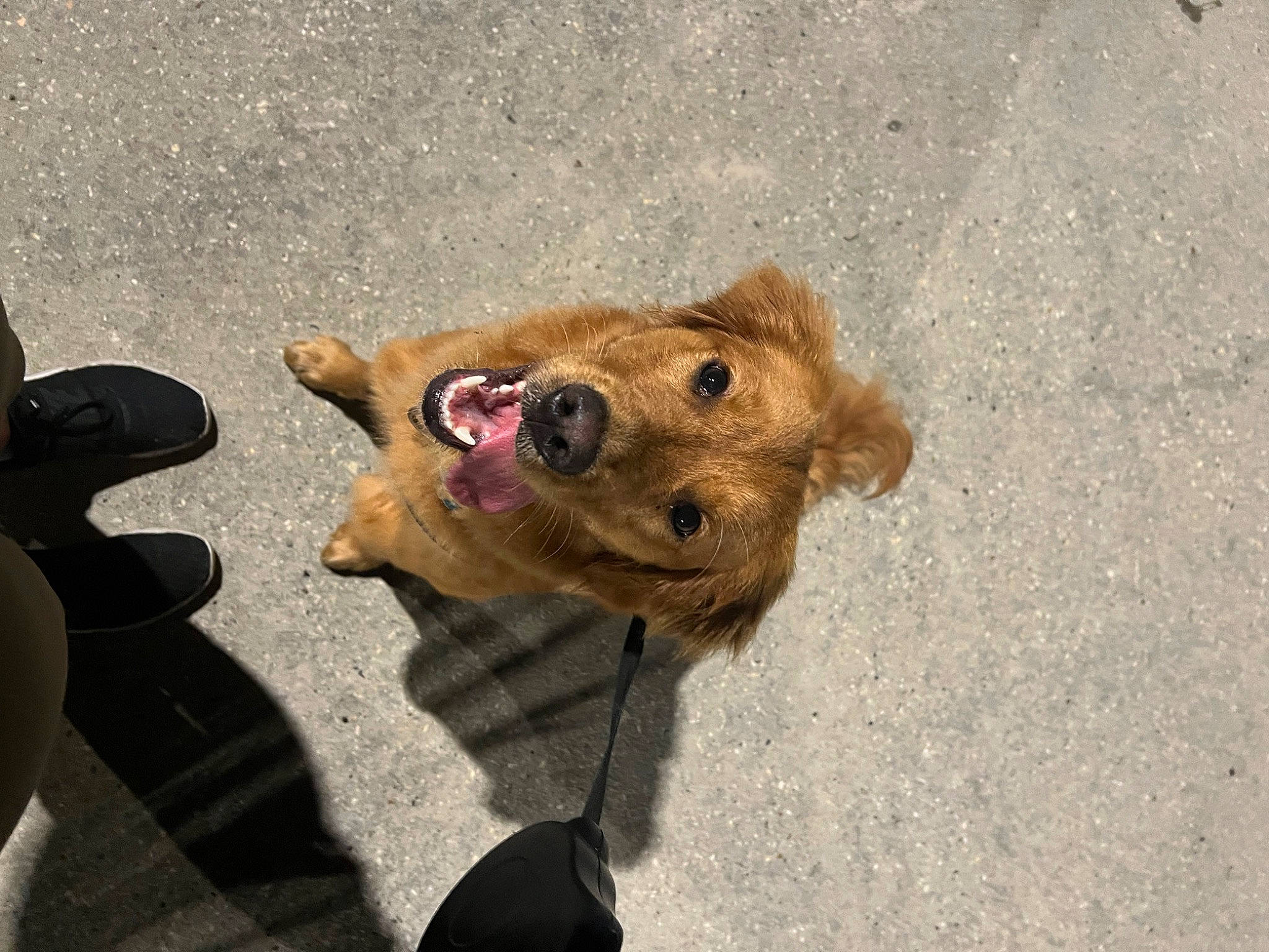 Zeta is registered to the contest to win money with this photo: asphalt, canidae, carnivore, companion_dog, concrete, dog, dog_breed, fawn, fur, leash, liver, manhole, paw, road_surface, sporting_group, street_dog, terrestrial_animal, working_animal