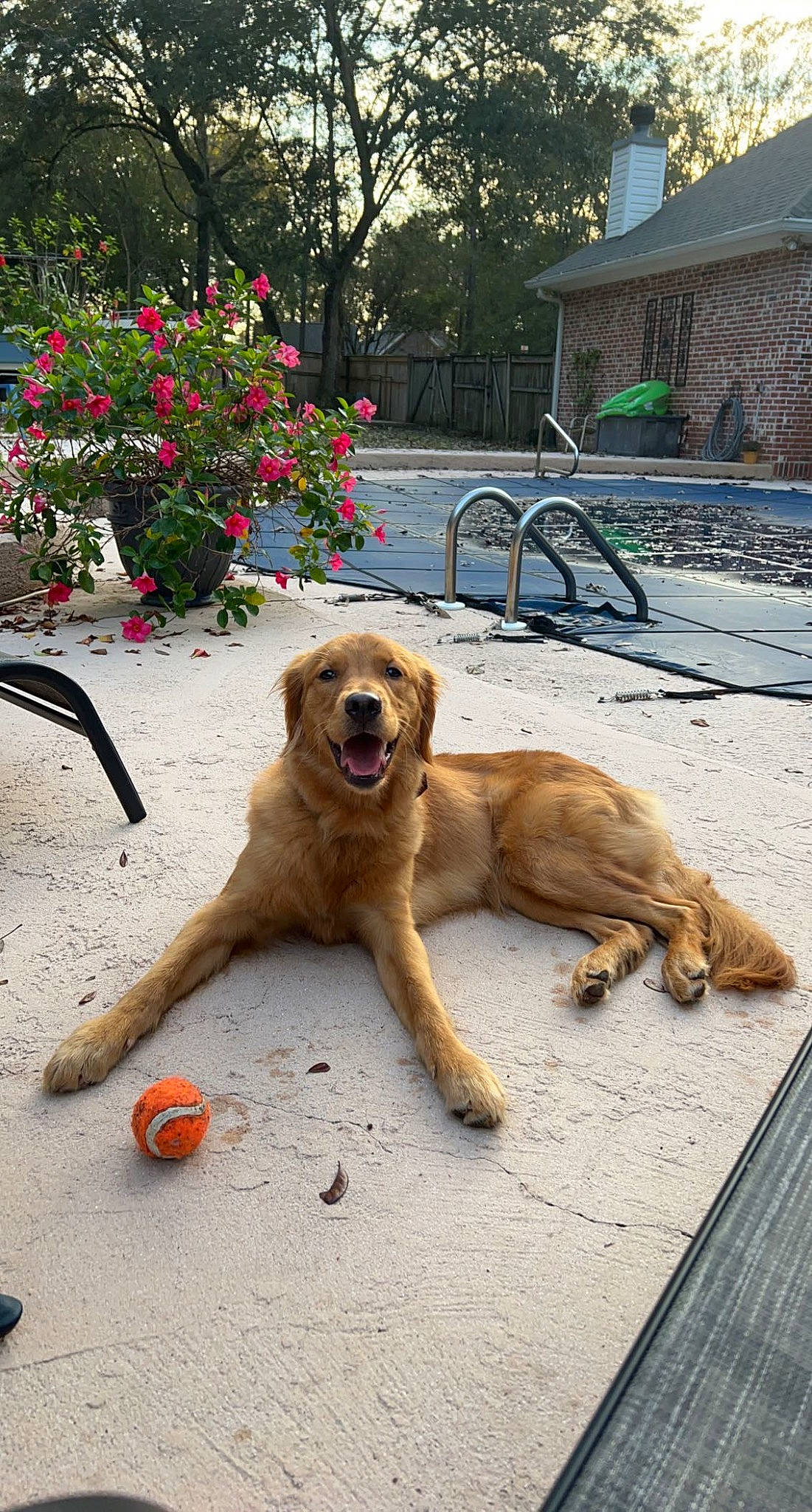 Zeta joined the competition — help win amazing prizes! ball, canidae, carnivore, companion_dog, dog, dog_breed, fawn, flower, leash, paw, plant, road_surface, sidewalk, snout, sporting_group, street_dog, tail, tree, window, working_animal