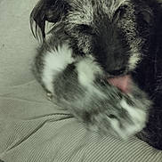 Louna participe au concours pour gagner de l'argent avec cette photo : dog, kitten, animal, pet, furry, licking, closeup, indoor, cuddle, affection, texture, fabric, blurred, snuggle, companion, cute, fur, friendship, cozy, soft