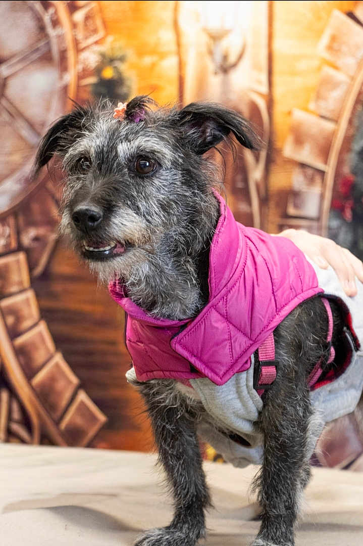 Louna participe au concours pour gagner de l'argent avec cette photo : dog, pet, pink_jacket, fur, indoor, portrait, animal, cute, small_dog, clothing, accessory, furry, looking_away, standing, decorative_background, hand, cozy, adorable, curious, domestic_animal