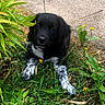 Zélie participe au concours pour gagner de l'argent avec cette photo : animal, black_and_white, chair, curious, cute, dog, garden, grass, greenery, leaf, nature, outdoor, patio, pet, plant, puppy, sitting, small, yellow_flowers, young_animal