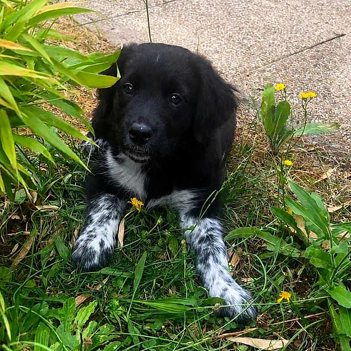Zélie participe au concours pour gagner de l'argent avec cette photo : animal, black_and_white, chair, curious, cute, dog, garden, grass, greenery, leaf, nature, outdoor, patio, pet, plant, puppy, sitting, small, yellow_flowers, young_animal