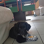Zélie a rejoint le concours — aidez-le/la à gagner de superbes lots ! black_dog, chair, chew_toy, cozy, curious, cushion, dog, floor, furniture, home, indoor, living_room, lying_down, natural_light, pet, puppy, table, tile, toy, white_paws