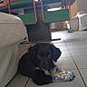 black_dog, chair, chew_toy, cozy, curious, cushion, dog, floor, furniture, home, indoor, living_room, lying_down, natural_light, pet, puppy, table, tile, toy, white_paws