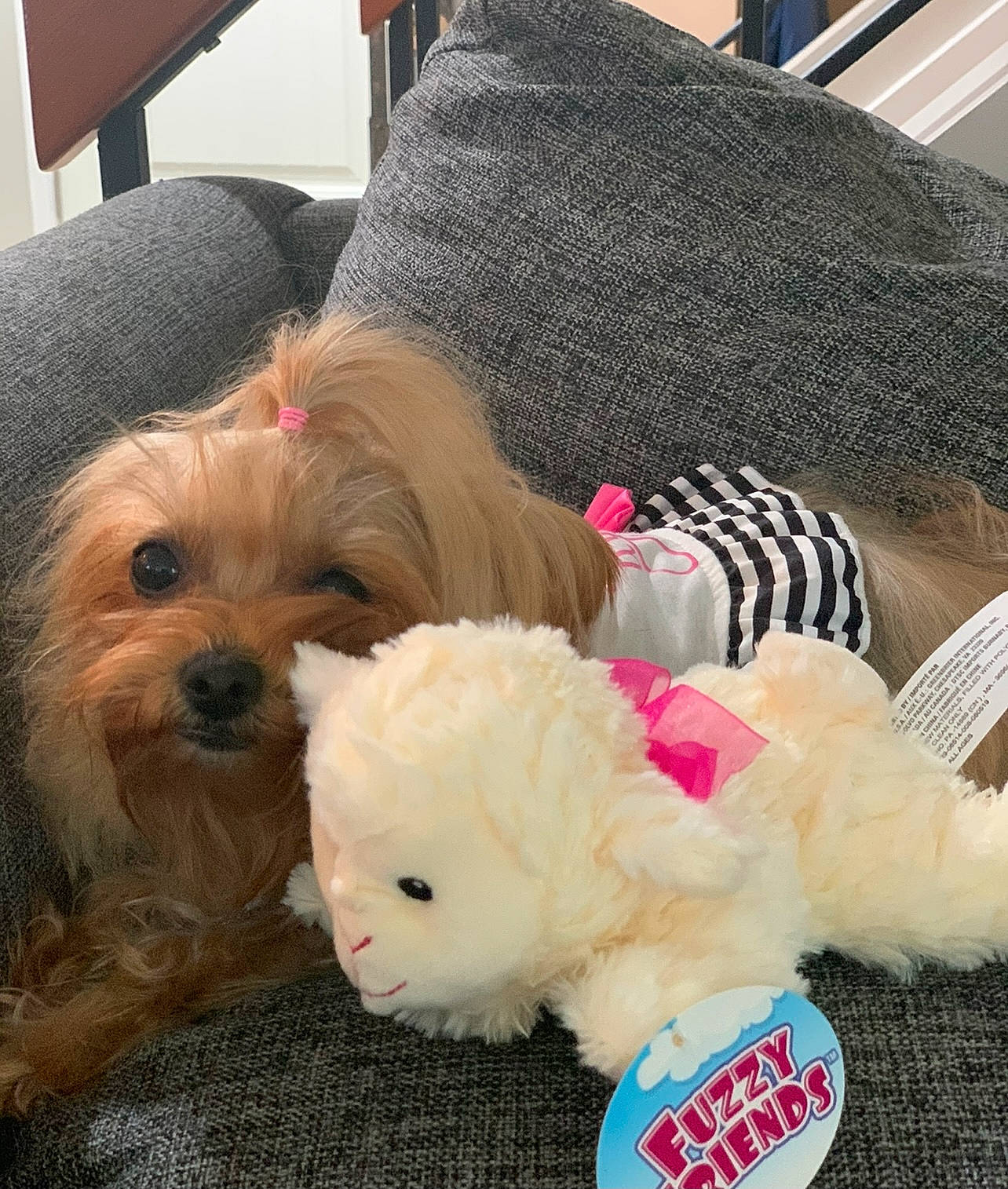 Coco joined the competition — help win amazing prizes! canidae, carnivore, comfort, companion_dog, dog, dog_breed, dog_clothes, dog_supply, fur, maltepoo, puppy_love, shih_poo, small_terrier, snout, sporting_group, terrier, toy, toy_dog, working_animal, yorkipoo