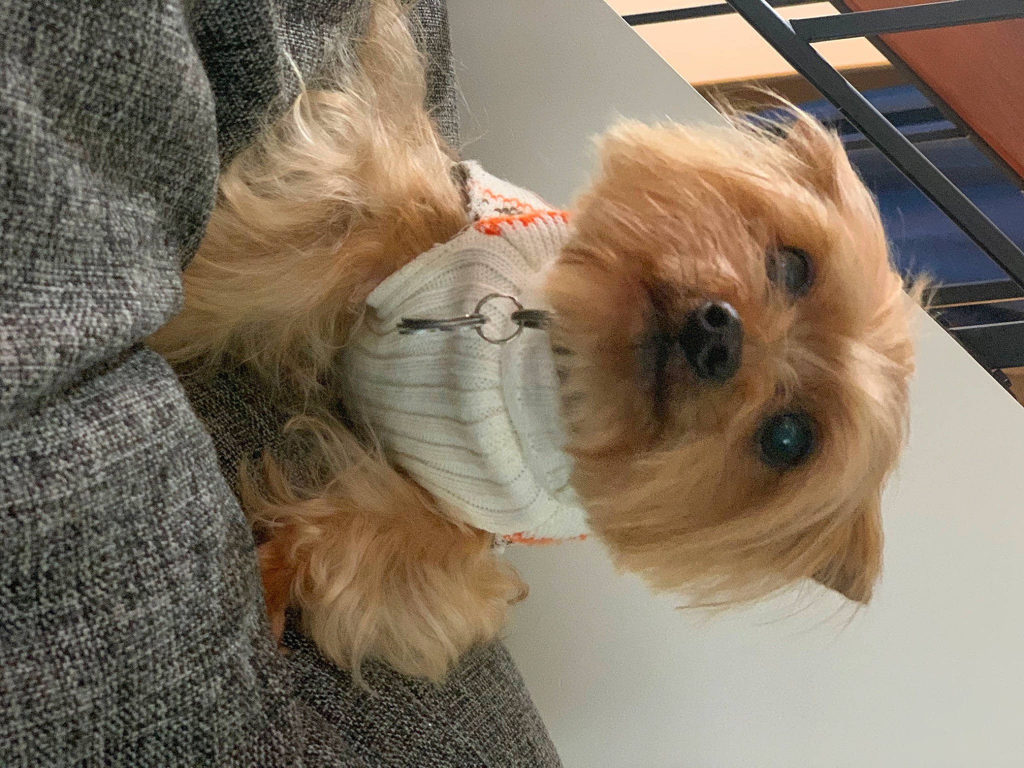 Louie is registered to the contest to win money with this photo: canidae, carnivore, collar, companion_dog, dog, dog_breed, dog_clothes, dog_collar, dog_supply, fashion_accessory, fawn, fur, liver, pet_supply, small_terrier, sporting_group, terrier, toy_dog, working_animal, yorkshire_terrier