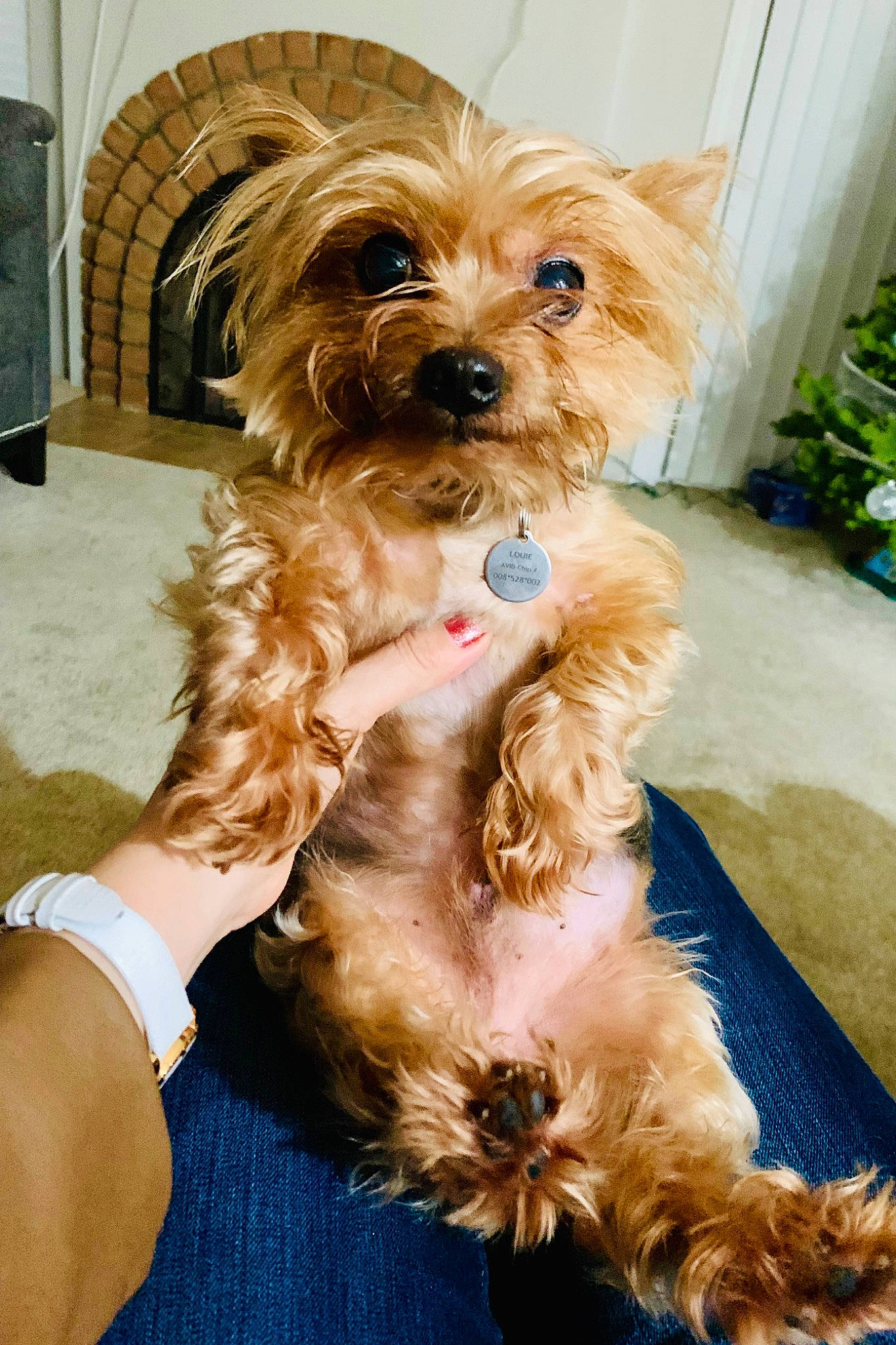 Louie is registered to the contest to win money with this photo: carnivore, companion_dog, dog, dog_breed, dog_collar, dog_supply, fashion_accessory, fawn, flowerpot, fur, hat, houseplant, liver, plant, small_terrier, snout, sporting_group, terrier, toy_dog, working_animal