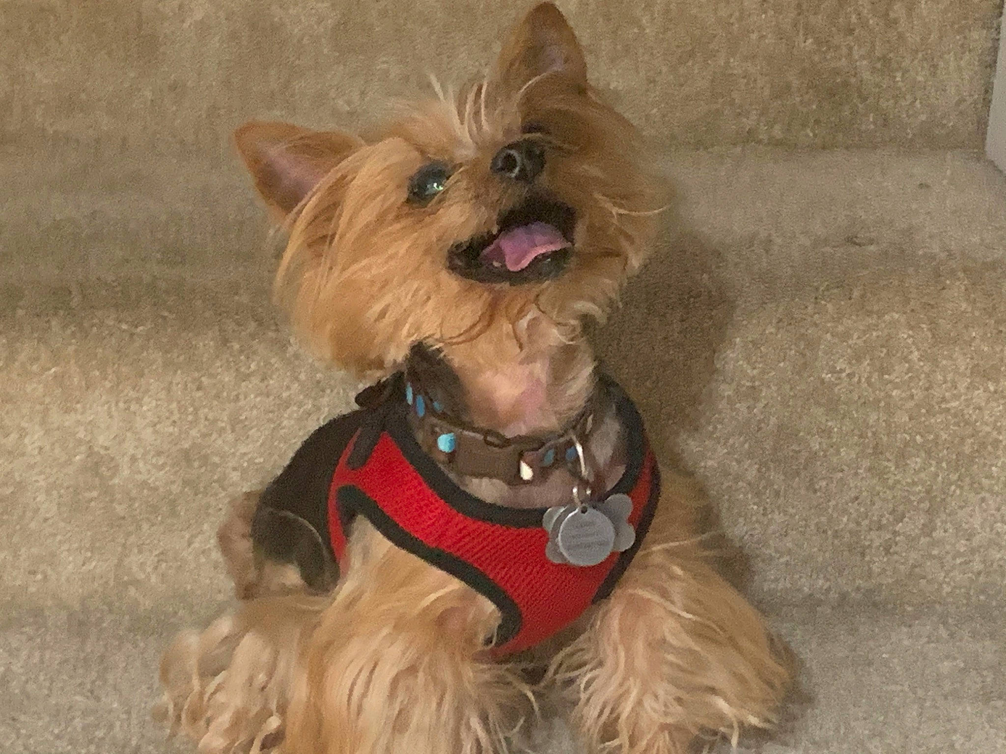 Louie is registered to the contest to win money with this photo: carnivore, collar, companion_dog, dog, dog_breed, dog_clothes, dog_collar, dog_supply, ear, fashion_accessory, fawn, fur, liver, pet_supply, small_terrier, snout, sporting_group, terrier, toy_dog, working_animal