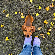 Charlie participe au concours pour gagner de l'argent avec cette photo : puppy, dog, brown_dog, crocs, purple_crocs, jeans, blue_jeans, feet, asphalt, moss, yellow_leaves, autumn, fall_leaves, outdoor, pet, looking_up, small_dog, canine, cute, playful