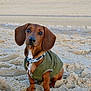 Charlie participe au concours pour gagner de l'argent avec cette photo : dog, dachshund, puppy, beach, sand, jacket, pet, animal, cute, outdoor, collar, small_dog, brown_dog, sandy, sitting, adorable, canine, fur, young_dog, nature