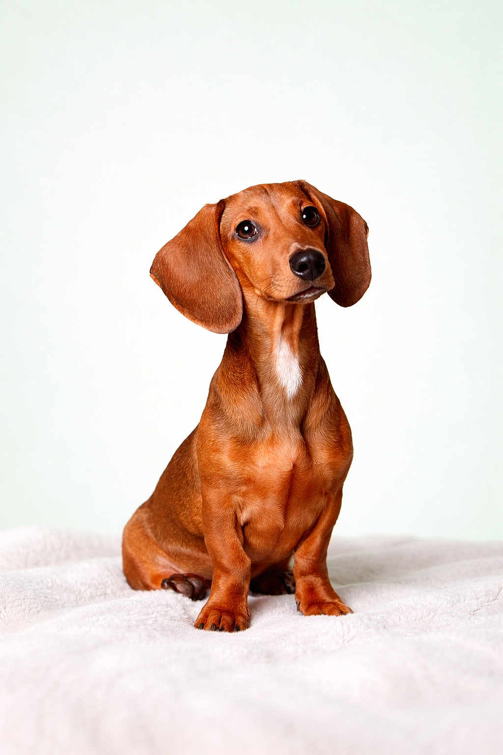 Charlie participe au concours pour gagner de l'argent avec cette photo : dog, dachshund, puppy, pet, animal, brown_fur, ears, eyes, sitting, blanket, soft_texture, portrait, cute, domestic_animal, fur, young, indoor, pet_portrait, canine, adorable