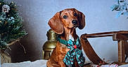 Charlie a rejoint le concours — aidez-le/la à gagner de superbes lots ! animal, blanket, bow, brown_dog, christmas_tree, cozy, cute, dachshund, decorations, dog, festive, fur, holiday, holiday_season, indoor, lantern, pet, portrait, puppy, sled