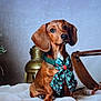 Charlie a rejoint le concours — aidez-le/la à gagner de superbes lots ! dog, dachshund, puppy, bow, holiday, christmas_tree, lantern, sled, blanket, decorations, festive, indoor, cozy, pet, cute, animal, brown_dog, fur, portrait, holiday_season