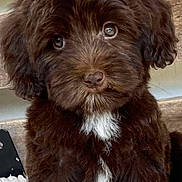 Bodhi is registered to the contest to win money with this photo: adorable, animal, blanket, brown, closeup, cute, dog, eyes, face, fluffy, fur, indoor, nose, paw, pet, puppy, sitting, white_patch, wooden_background, young