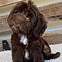 Bodhi is registered to the contest to win money with this photo: adorable, animal, blanket, brown_fur, companion, cozy, cute, dog, fluffy, fur, head_tilt, indoor, pet, portrait, puppy, sitting, small_dog, white_patch, wooden_background, young_dog