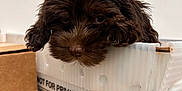 Bodhi is registered to the contest to win money with this photo: animal, box, brown_fur, cardboard, closeup, container, curious, cute, dog, ears, fluffy, head, indoor, messaging, nose, pet, postal_service, puppy, snout, whiskers