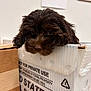 animal, box, brown_fur, cardboard, closeup, container, curious, cute, dog, ears, fluffy, head, indoor, messaging, nose, pet, postal_service, puppy, snout, whiskers