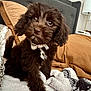 Bodhi is registered to the contest to win money with this photo: bed, blanket, brown_fur, collar, cozy, cute, dog, domestic_animal, eyes, fluffy, fur, headboard, indoor, pet, pillows, portrait, puppy, resting, snout, young_dog