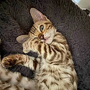 Ariol a rejoint le concours — aidez-le/la à gagner de superbes lots ! cat, bengal_cat, pet, feline, striped, spotted, fur, paw, whiskers, relaxed, cozy, lying_down, indoor, blanket, soft_texture, playful, cute, animal, sleepy, closeup