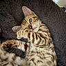 cat, bengal_cat, pet, feline, striped, spotted, fur, paw, whiskers, relaxed, cozy, lying_down, indoor, blanket, soft_texture, playful, cute, animal, sleepy, closeup