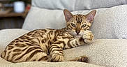 Ariol participe au concours pour gagner de l'argent avec cette photo : cat, bengal_cat, couch, indoor, furniture, pet, animal, relaxed, spotted, paw, fur, whiskers, ears, eyes, resting, domestic_cat, cozy, gray, soft, comfortable