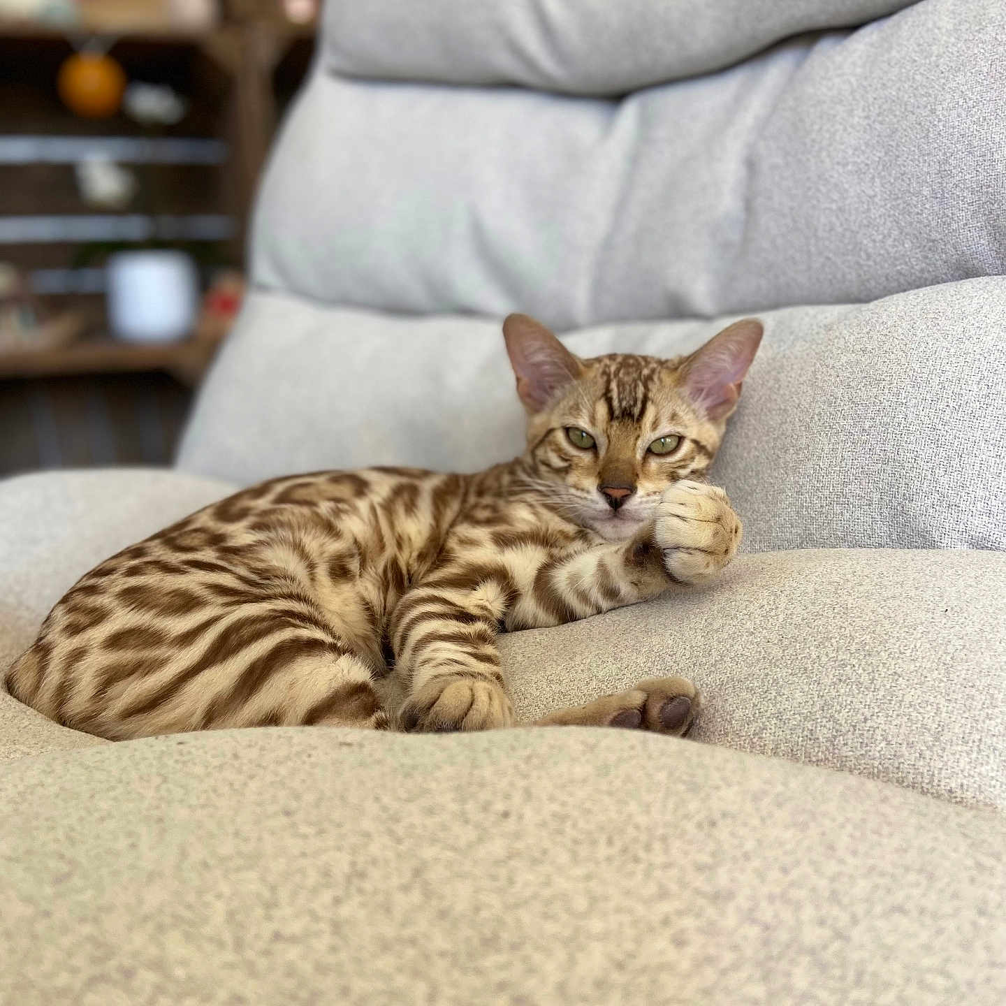 Ariol participe au concours pour gagner de l'argent avec cette photo : cat, bengal_cat, couch, indoor, furniture, pet, animal, relaxed, spotted, paw, fur, whiskers, ears, eyes, resting, domestic_cat, cozy, gray, soft, comfortable