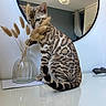 Ariol participe au concours pour gagner de l'argent avec cette photo : cat, bengal_cat, vase, dried_grasses, mirror, table, indoor, reflection, lamp, curious, patterned_fur, white_surface, decor, modern_room, feline, pet, paws, sitting, houseplant, glasses