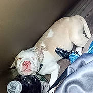 Ivy Sage joined the competition — help win amazing prizes! animal, ball, beverage, blanket, boxer, bulldog, canine, dog, football, frenchbulldog, gasmask, person, pet, pitbull, puppy, sleeping, snout, soccer, soccerball, sport