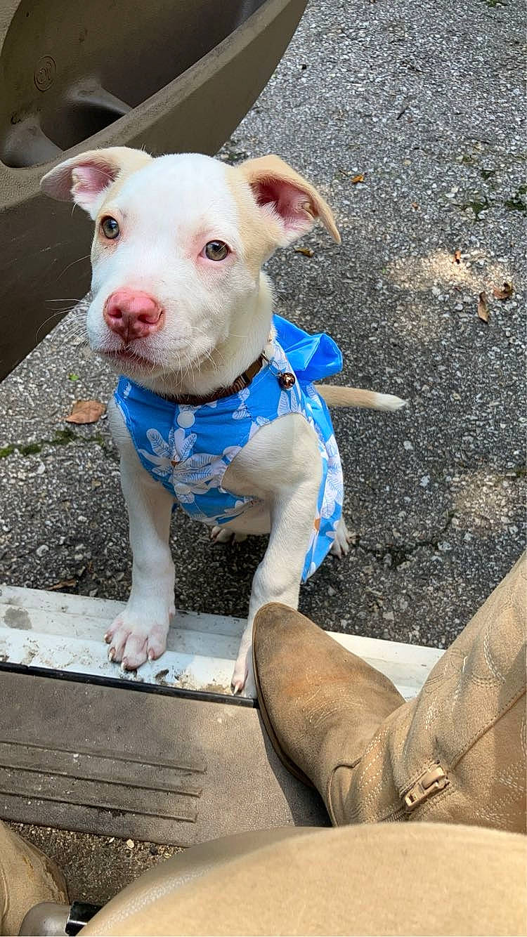 Ivy Sage joined the competition — help win amazing prizes! accessories, animal, bulldog, canine, clothing, coat, dog, face, footwear, head, pants, person, pet, photography, portrait, puppy, rock, shoe, soil, strap