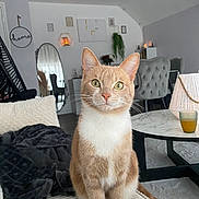 Simba a rejoint le concours — aidez-le/la à gagner de superbes lots ! animal, architecture, art, building, cat, couch, cushion, diningroom, diningtable, furniture, homedecor, indoors, interiordesign, lamp, livingroom, painting, pet, room, table, wood