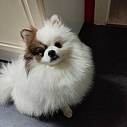 Shelby participe au concours pour gagner de l'argent avec cette photo : dog, pomeranian, fluffy, indoor, pet, floor, white, brown, fur, cute, small_dog, animal, canine, looking_up, head_tilt, companion, domestic, curious, indoor_lighting, door