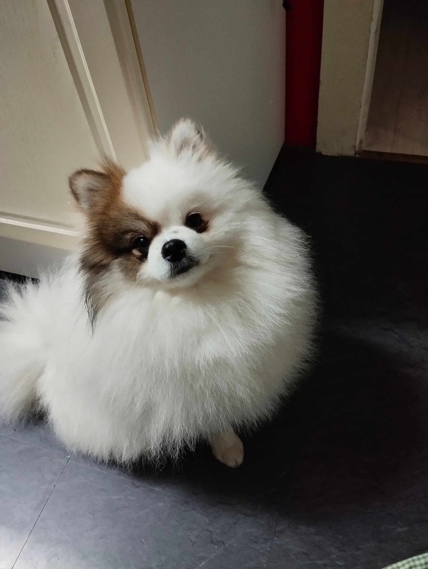 Shelby participe au concours pour gagner de l'argent avec cette photo : dog, pomeranian, fluffy, indoor, pet, floor, white, brown, fur, cute, small_dog, animal, canine, looking_up, head_tilt, companion, domestic, curious, indoor_lighting, door