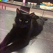 Princesse a rejoint le concours — aidez-le/la à gagner de superbes lots ! black_cat, cat, cat_like_mammal, domestic_short_haired_cat, fur, kitten, small_to_medium_sized_cats, snout, whiskers