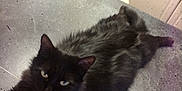Princesse a rejoint le concours — aidez-le/la à gagner de superbes lots ! black_cat, cat, cat_like_mammal, domestic_long_haired_cat, domestic_short_haired_cat, kitten, nebelung, norwegian_forest_cat, small_to_medium_sized_cats, snout, whiskers