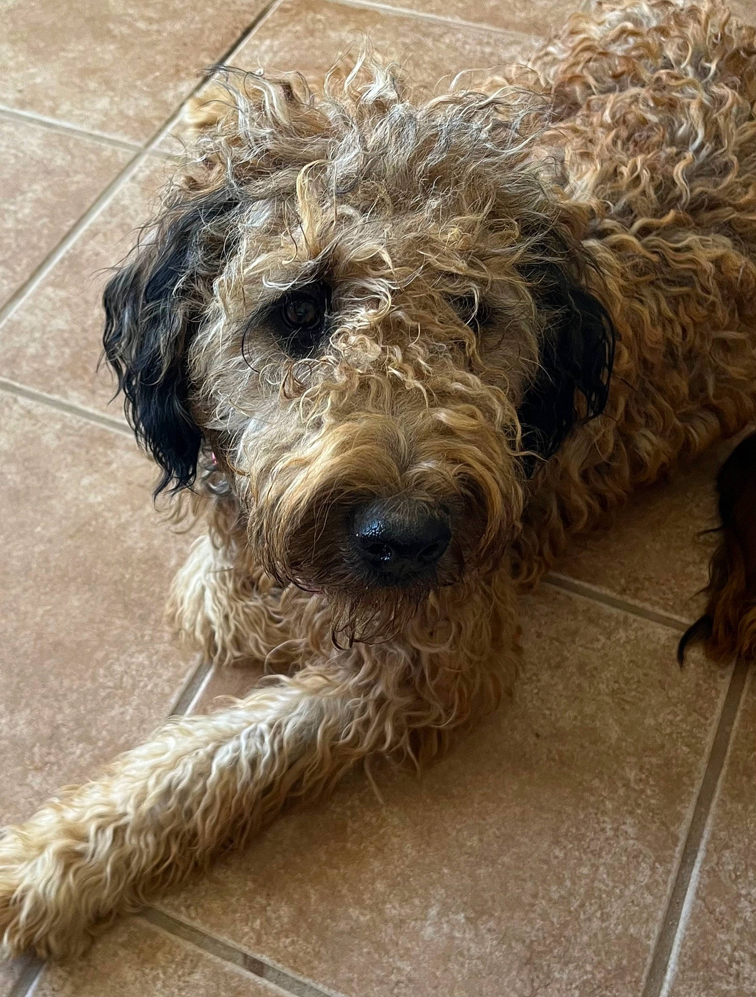 Rosie Poise joined the competition — help win amazing prizes! canidae, carnivore, companion_dog, dog, dog_breed, fur, small_terrier, snout, sporting_group, terrier, water_dog, working_animal