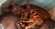 Chili Cheese-Bean joined the competition — help win amazing prizes! animal, cat, closeup, companion_animal, cozy, curled_up, cute, domestic_animal, feline, fur, indoor, paws, pet_bed, pink_pads, relaxed, resting, sleepy, soft_texture, tabby_cat, warm_light