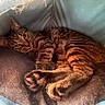 Chili Cheese-Bean joined the competition — help win amazing prizes! cat, tabby_cat, pet_bed, cozy, paws, pink_pads, fur, sleepy, indoor, animal, feline, resting, curled_up, soft_texture, warm_light, closeup, relaxed, cute, companion_animal, domestic_animal