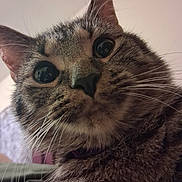 Chili Cheese-Bean is registered to the contest to win money with this photo: cat, tabby, close_up, whiskers, curious, pet, animal, feline, ears, face, fur, indoor, portrait, looking, wide_eyes, nose, cute, domestic, mammal, collar
