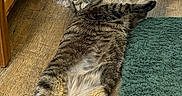 Chili Cheese-Bean is registered to the contest to win money with this photo: cat, tabby, indoor, floor, rug, wooden_floor, pet, feline, stretching, curious, wide_eyes, domestic_animal, whiskers, ears, claws, fur, paw, relaxed, looking, animal