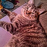 Chili Cheese-Bean is registered to the contest to win money with this photo: cat, tabby, pet, animal, fur, whiskers, relaxed, indoor, couch, furniture, paw, closeup, looking, cozy, home, mammal, cute, lazy, laying, domestic
